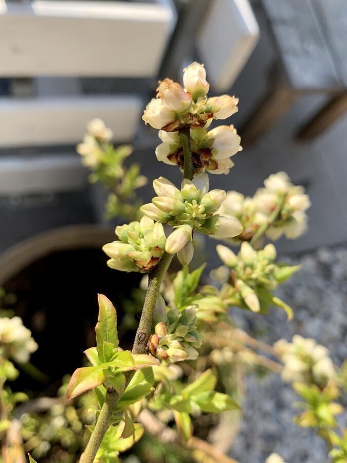 Apartment Micnek 블레드 외부 사진